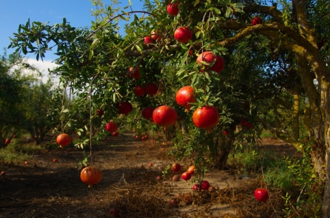 Moshav with Pomegranate garden